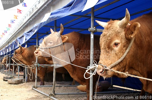 Image of Bulls