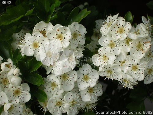 Image of blossom