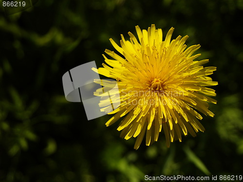 Image of Detail of dandelion flower