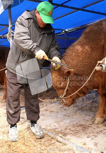 Image of Farmer and bull