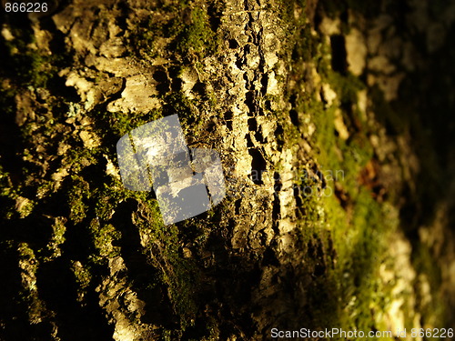 Image of moss and bark detail