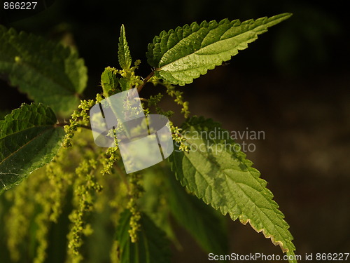 Image of detail of nettle