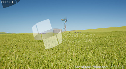 Image of wheat field in the country