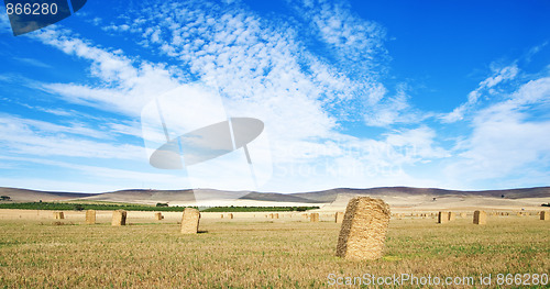 Image of wheat field in the country