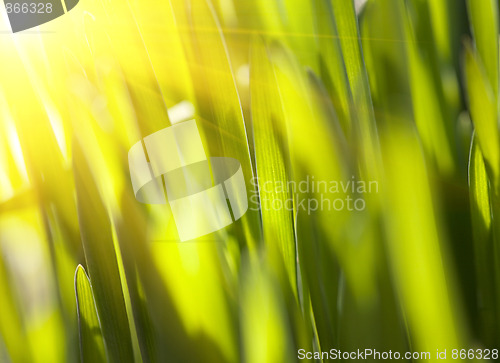 Image of Fresh green grass