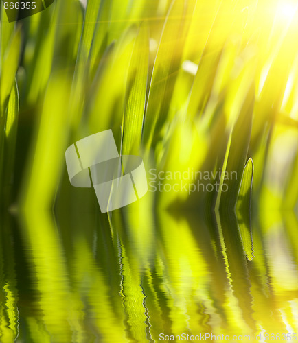 Image of Fresh green grass