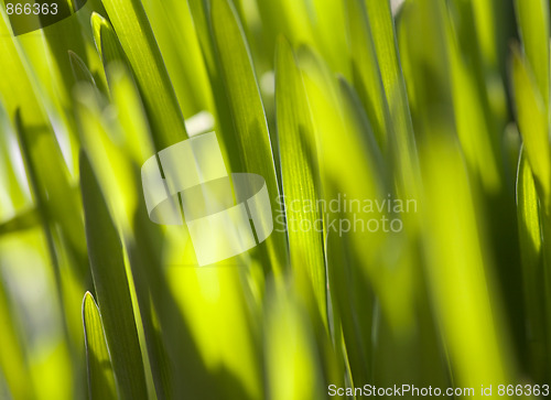 Image of Fresh green grass