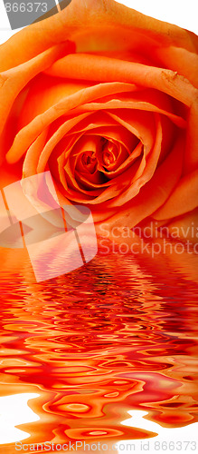 Image of macro of the beautyful red  rose