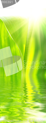 Image of beautyful green leaves