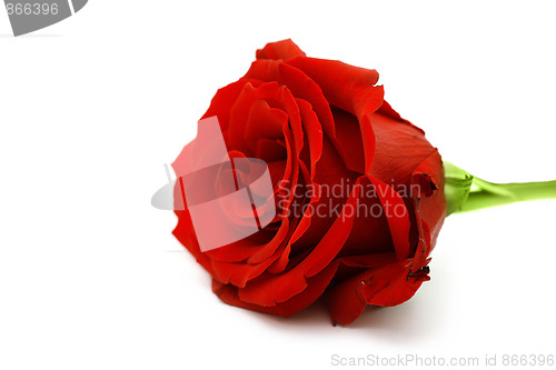 Image of macro of the beautyful red  rose