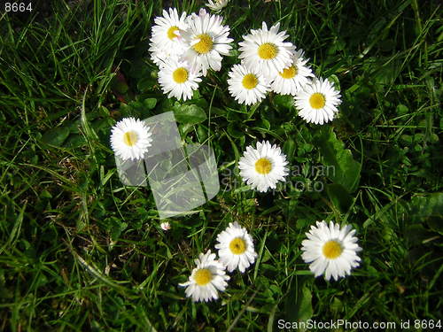 Image of daisy