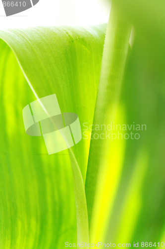 Image of beautyful green leaves