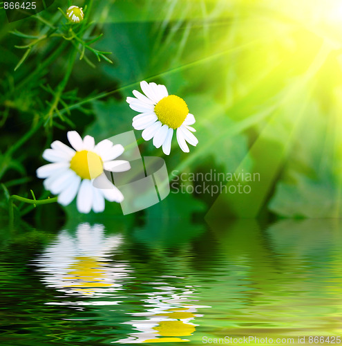 Image of daisys
