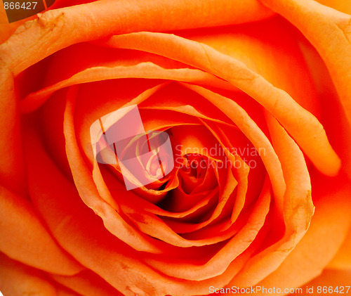 Image of macro of the beautyful red  rose