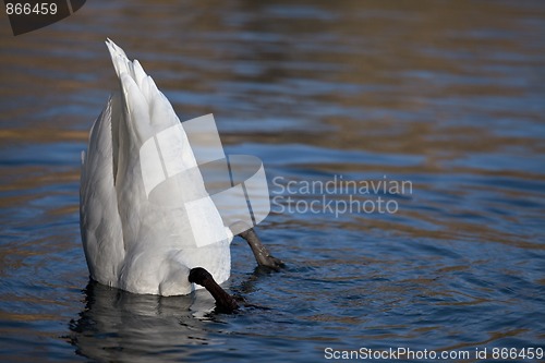 Image of Swan on Lake