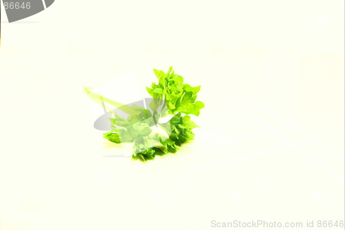 Image of parsley