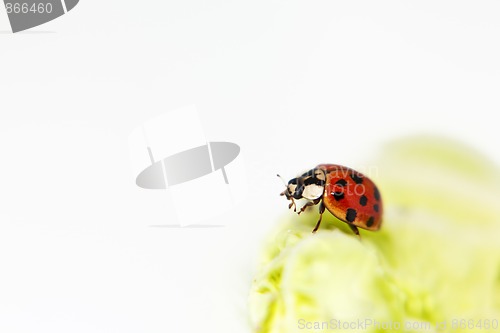 Image of Ladybug