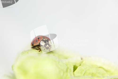 Image of Ladybug