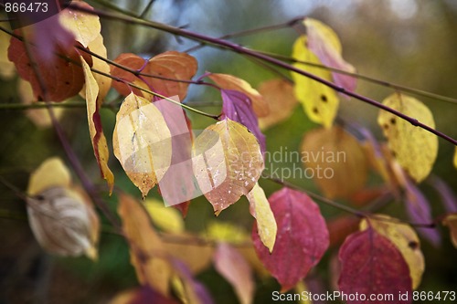 Image of Autumn leaves