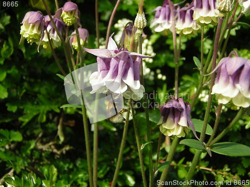 Image of bee on flower