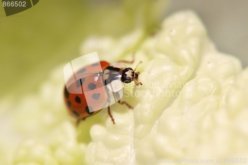 Image of Ladybug