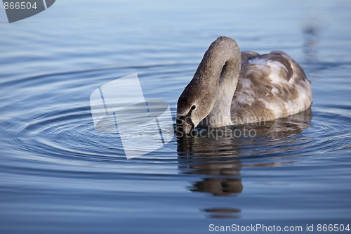 Image of Swan on Lake