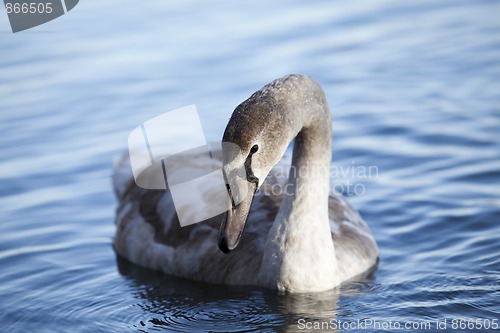 Image of Swan on Lake