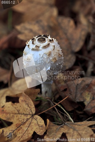 Image of Parasol mushroom, Macrolepiota procera