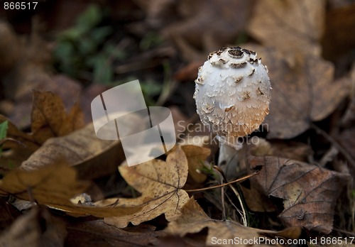 Image of Parasol mushroom, Macrolepiota procera