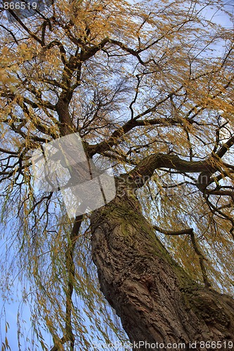 Image of Tree in autumn colors