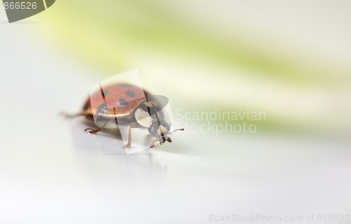 Image of Ladybug