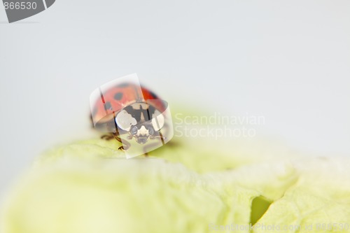 Image of Ladybug