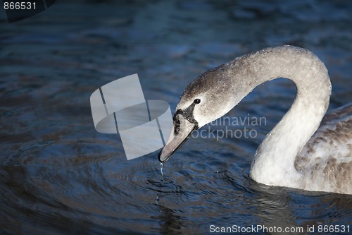 Image of Swan on Lake