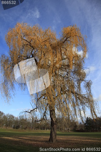 Image of Tree in autumn colors