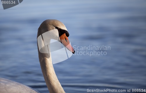 Image of Swan on Lake