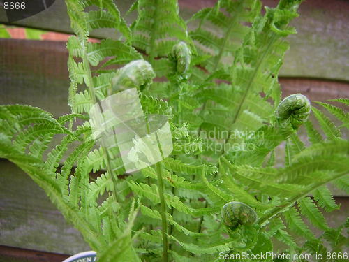 Image of Fern