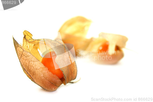 Image of Physalis