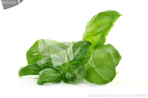 Image of Basil