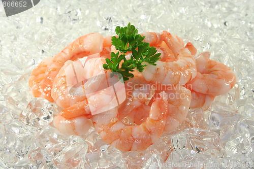 Image of Shrimps