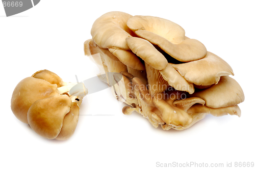 Image of Oyster mushrooms