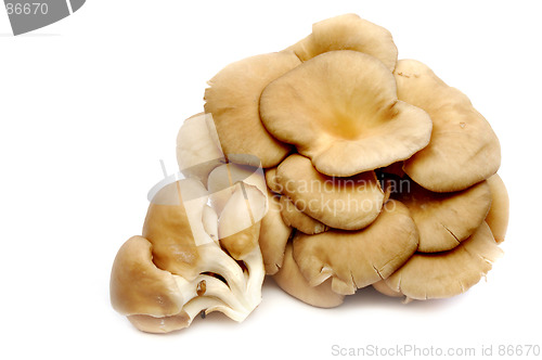 Image of Oyster mushrooms