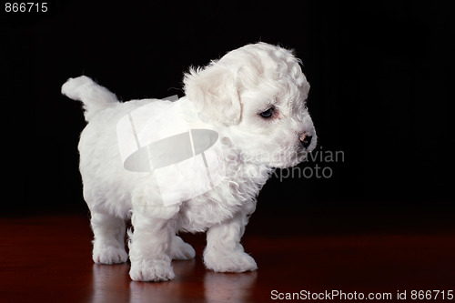 Image of Baby-Dog