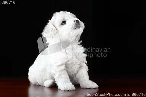 Image of Baby-Dog