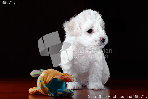 Image of Baby-Dog