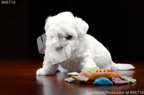 Image of Baby-Dog