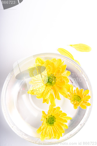 Image of yellow flowers in water