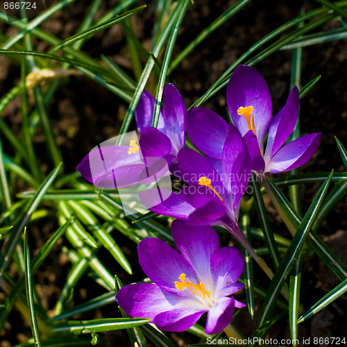 Image of violet crocuses