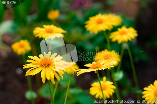 Image of yellow flowers