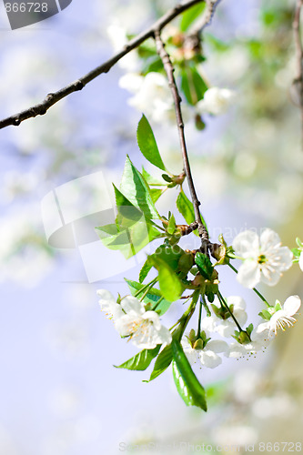 Image of flower tree