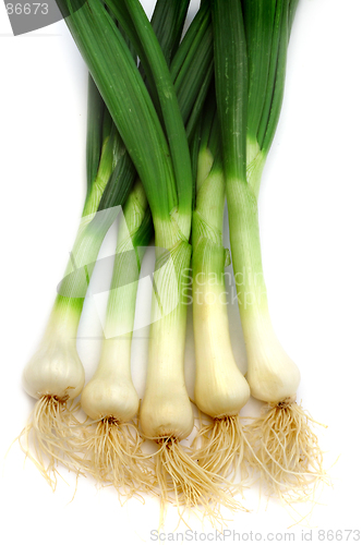 Image of Spring onion